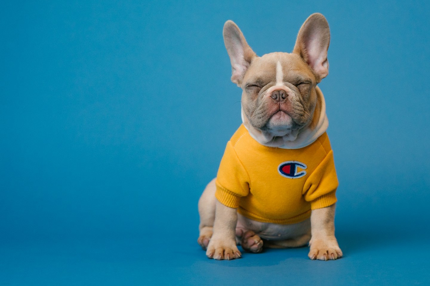 A French bulldog wearing a yellow shirt